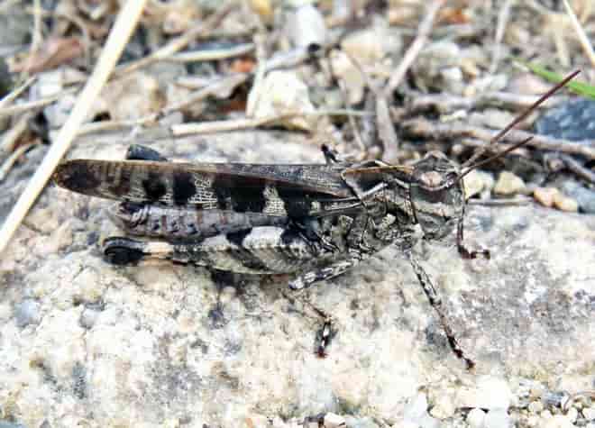 昆虫図鑑・クルマバッタモドキ